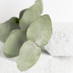 Eucalyptus Foot Cream 75 ml