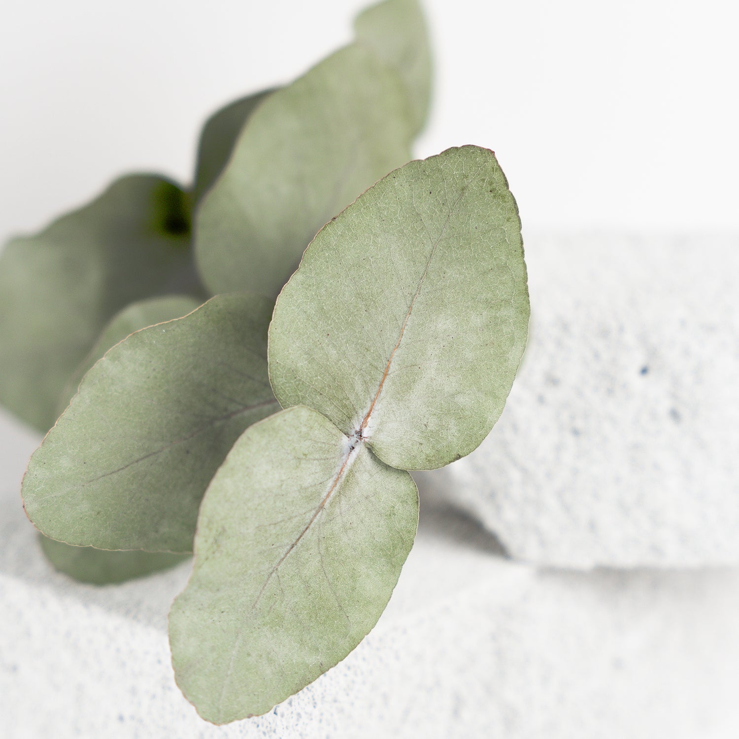Eucalyptus Foot Cream 75 ml